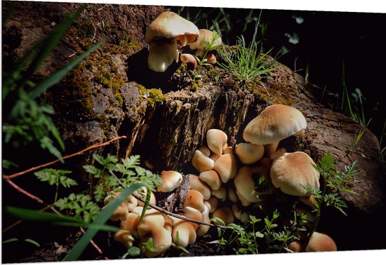 WallClassics - Dibond - Bruine Paddenstoelen op een Boomstam - 150x100 cm Foto op Aluminium (Wanddecoratie van metaal)