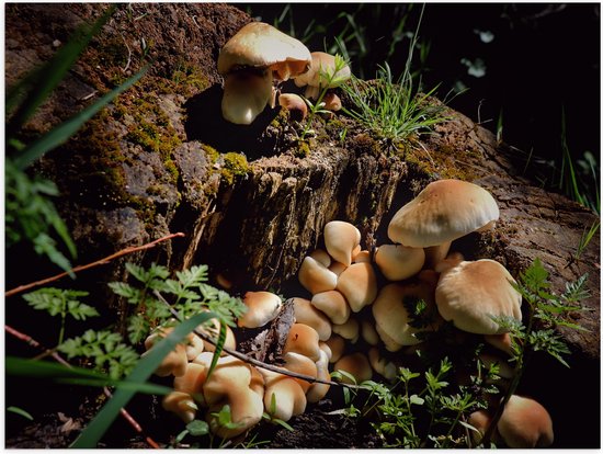 WallClassics - Poster Glossy - Champignons Bruns sur un Tronc d'Arbre - 80x60 cm Photo sur Papier Poster avec Finition Brillante
