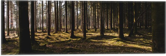WallClassics - Vlag - Bomen met Mos in het Bos - 60x20 cm Foto op Polyester Vlag