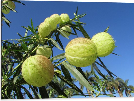 WallClassics - Dibond - Asclepias physocarpa Plant - 80x60 cm Foto op Aluminium (Wanddecoratie van metaal)