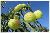 WallClassics - Dibond - Asclepias physocarpa Plant - 60x40 cm Foto op Aluminium (Wanddecoratie van metaal)