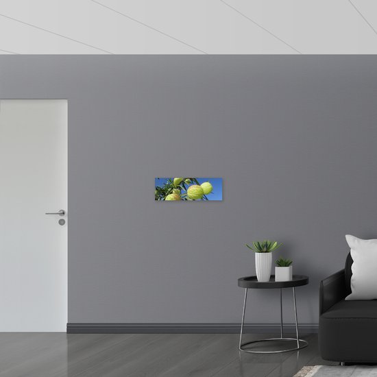 Poster (Mat) - Asclepias physocarpa Plant - 60x20 cm Foto op Posterpapier met een Matte look