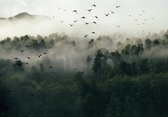 Fotobehang - Vlies Behang - Mistig Bos - Dennenbos in de Mist - Vogels - 368 x 254 cm