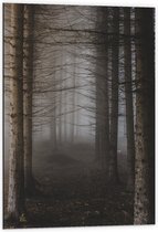 WallClassics - Dibond - Mist tussen Hoge Witte Bomen - 60x90 cm Foto op Aluminium (Wanddecoratie van metaal)