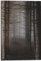 WallClassics - Dibond - Mist tussen Hoge Witte Bomen - 50x75 cm Foto op Aluminium (Wanddecoratie van metaal)
