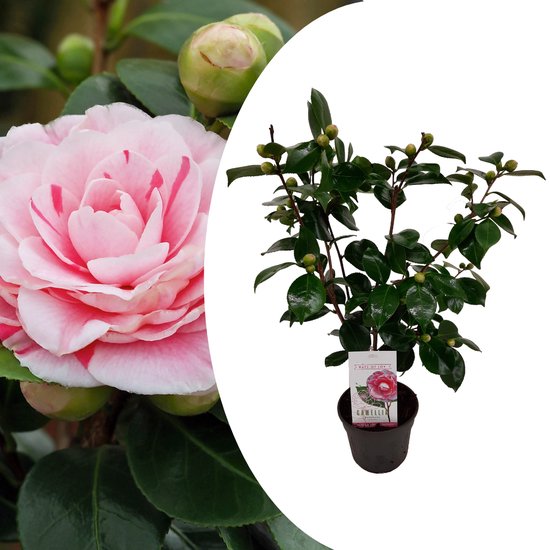 Plant in a Box - Camellia japonica Bonomiana - Japanse roos - Camellia plant winterhard - Pot 15cm - Hoogte 50-60cm