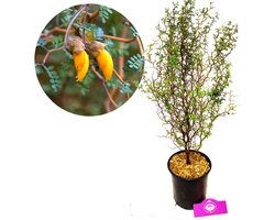 Sophora 'Little Baby' Honingboom- Zigzagstruik - Hoogte 60cm - 2 liter pot