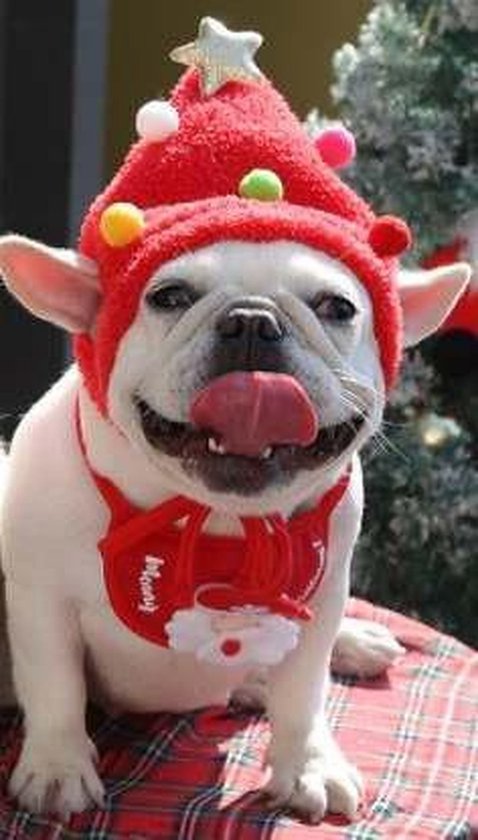 Kerstpak voor je kleine hond of kat -kerstmuts- Maat S- muts en sjaal- kerstcadeau- hondenkleding- huisdier- feestdagen- kleding- pak - set