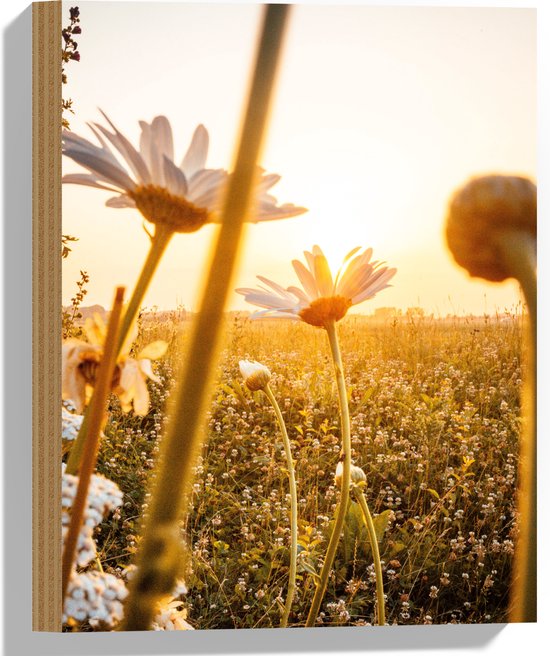 WallClassics - Hout - Madeliefjes in Bloemenveld met Zonlicht - 30x40 cm - 12 mm dik - Foto op Hout (Met Ophangsysteem)