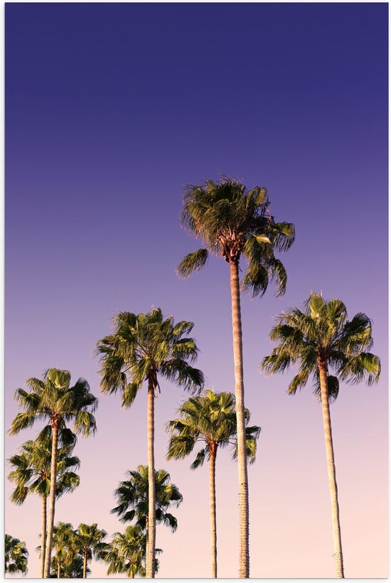 WallClassics - Poster Glanzend – Palmboomtoppen in de lucht - 80x120 cm Foto op Posterpapier met Glanzende Afwerking