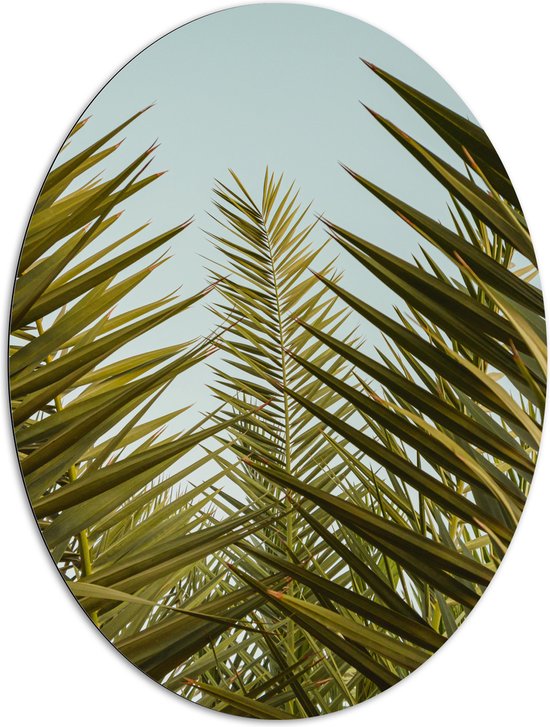 WallClassics - Dibond Ovaal - Palmboom Planten met Blauwe Lucht - 81x108 cm Foto op Ovaal (Met Ophangsysteem)