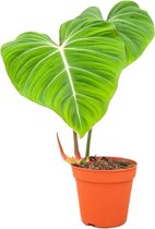 PLNTS - Philodendron Gloriosum - Kamerplant - Kweekpot 15 cm - Hoogte 50 cm