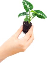 PLNTS - Baby Syngonium Wendlandii - Kamerplant - Stekplantje 3 cm - Hoogte 12 cm