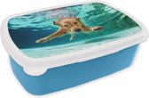 Broodtrommel Blauw - Lunchbox - Brooddoos - Zwembad - Hond - Water - 18x12x6 cm - Kinderen - Jongen