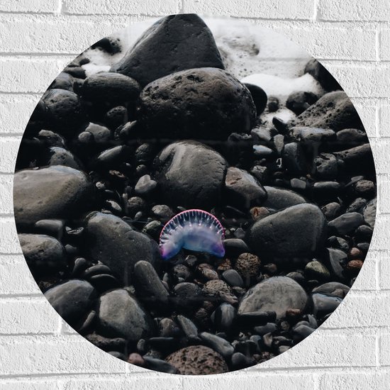 WallClassics - Muursticker Cirkel - Kwalletje tussen Stenen - 70x70 cm Foto op Muursticker