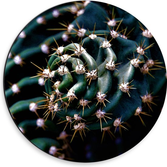 WallClassics - Dibond Muurcirkel - Prikkels van Cactus - 30x30 cm Foto op Aluminium Muurcirkel (met ophangsysteem)