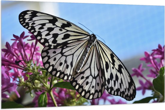 WallClassics - Drapeau - Zwart avec Papillon Witte sur Fleurs Roses - 150x100 cm Photo sur Drapeau Polyester