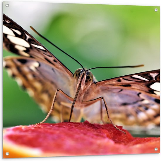 WallClassics - Tuinposter – Zwart met Witte Vlinder op Fruit - 100x100 cm Foto op Tuinposter  (wanddecoratie voor buiten en binnen)
