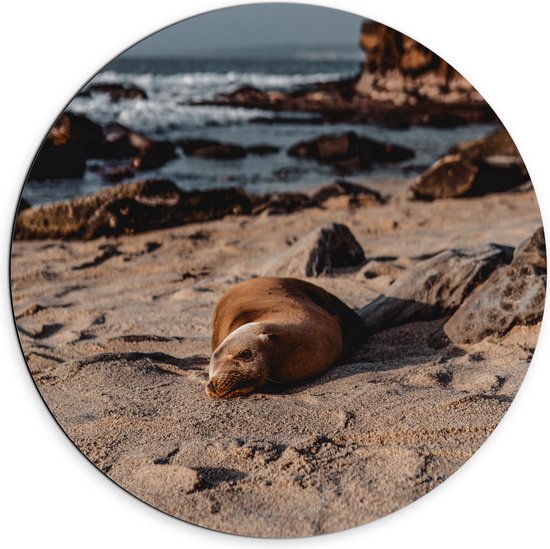 WallClassics - Dibond Muurcirkel - Liggende Zeehond op het Strand - 70x70 cm Foto op Aluminium Muurcirkel (met ophangsysteem)