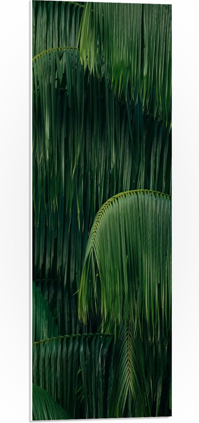 WallClassics - PVC Schuimplaat - Groene Plant met Lange Bladeren - 30x90 cm Foto op PVC Schuimplaat (Met Ophangsysteem)