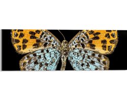 Acrylglas - Apodemia Vlinder met Zwarte Achtergrond - 60x20 cm Foto op Acrylglas (Wanddecoratie op Acrylaat)