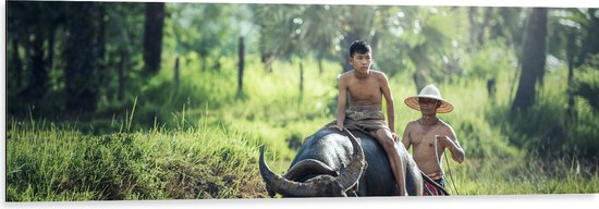 WallClassics - Dibond - Waterbuffel in het Water - 120x40 cm Foto op Aluminium (Wanddecoratie van metaal)