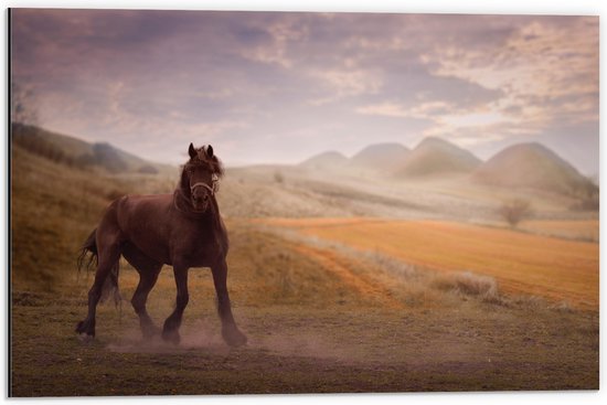 WallClassics - Dibond - Zwart Paard in de Natuur - 60x40 cm Foto op Aluminium (Met Ophangsysteem)