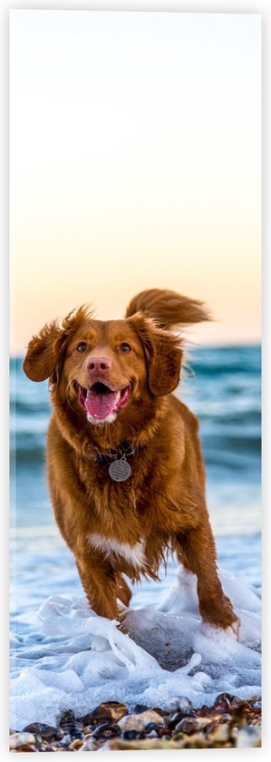 WallClassics - Acrylglas - Vrolijke Hond op het Strand - 20x60 cm Foto op Acrylglas (Wanddecoratie op Acrylaat)
