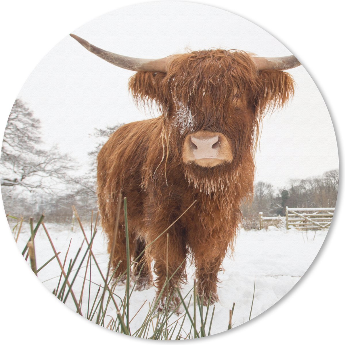 Muismat - Mousepad - Rond - Schotse hooglander - Sneeuw - Winter - 30x30 cm - Ronde muismat