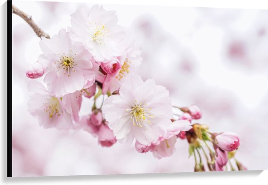 WallClassics - Canvas  - Roze Cherry Bloemen - 120x80 cm Foto op Canvas Schilderij (Wanddecoratie op Canvas)
