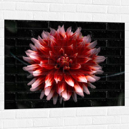 WallClassics - Muursticker - Roze met Rode Bloem - 100x75 cm Foto op Muursticker