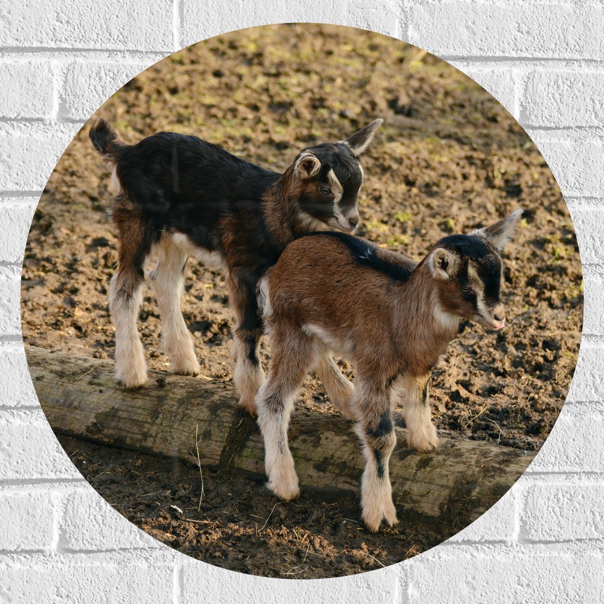 Muursticker Cirkel - Twee Baby Geitjes op een Boomstam - 60x60 cm Foto op Muursticker