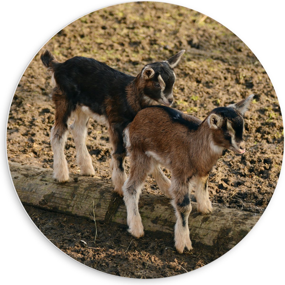 PVC Schuimplaat Muurcirkel - Twee Baby Geitjes op een Boomstam - 60x60 cm Foto op Muurcirkel (met ophangsysteem)