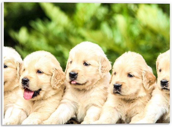 WallClassics - PVC Schuimplaat- Vijf Puppies op een Rij - 40x30 cm Foto op PVC Schuimplaat