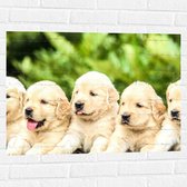 WallClassics - Muursticker - Vijf Puppies op een Rij - 80x60 cm Foto op Muursticker