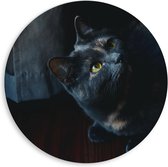 WallClassics - PVC Schuimplaat Muurcirkel - Zwarte Kat - 80x80 cm Foto op Muurcirkel (met ophangsysteem)