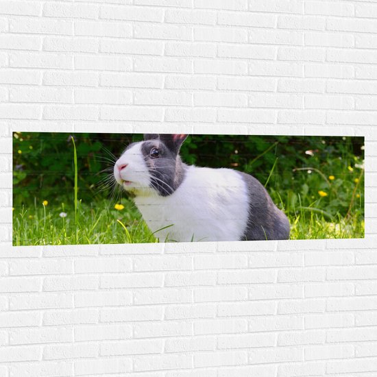 WallClassics - Muursticker - Wit met Grijs Konijn in het Gras - 150x50 cm Foto op Muursticker