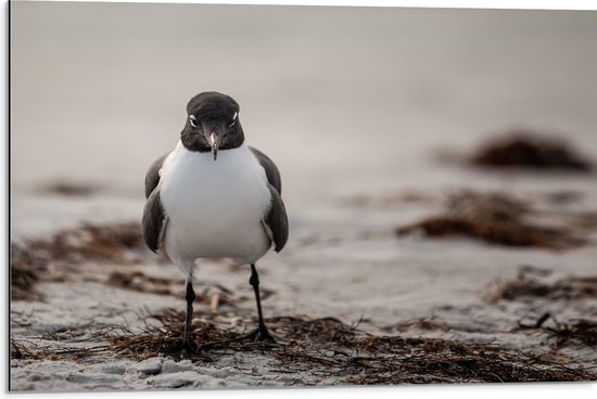 WallClassics - Dibond - Wit met Zwarte Vogel - 75x50 cm Foto op Aluminium (Met Ophangsysteem)