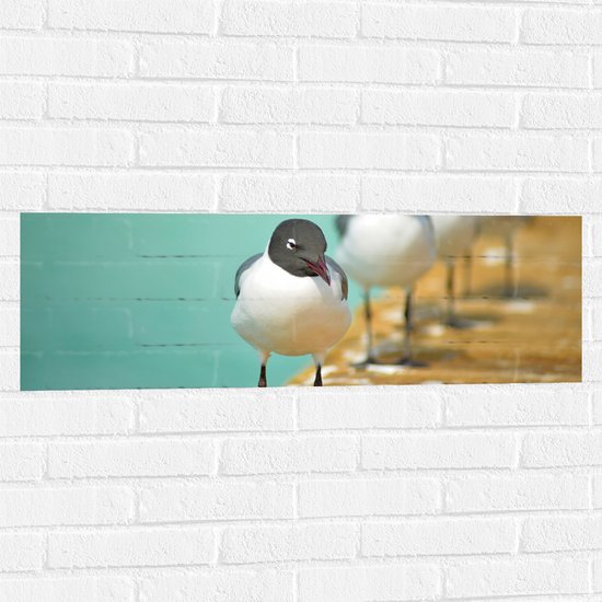 WallClassics - Muursticker - Vogels op de Steiger - 90x30 cm Foto op Muursticker