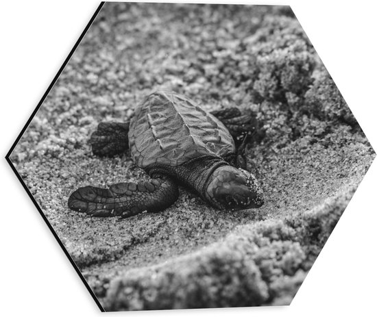 WallClassics - Dibond Hexagon - Baby Schildpad op het Strand Zwart - Wit - 30x26.1 cm Foto op Hexagon (Met Ophangsysteem)