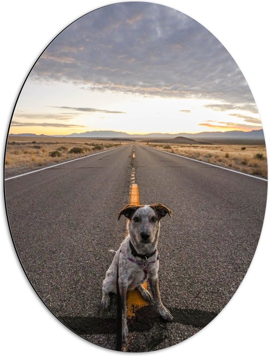 WallClassics - Dibond Ovaal - Brave Hond Zit op de Weg - 51x68 cm Foto op Ovaal (Met Ophangsysteem)