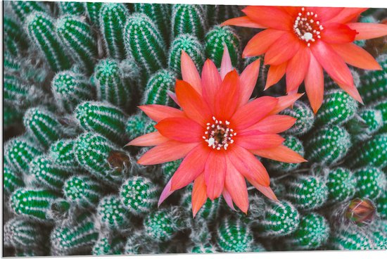 WallClassics - Dibond - Rode Bloemen op Cactusjes - 90x60 cm Foto op Aluminium (Met Ophangsysteem)