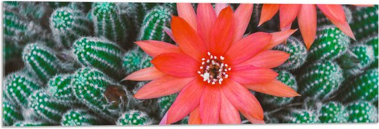 WallClassics - Acrylglas - Rode Bloemen op Cactusjes - 90x30 cm Foto op Acrylglas (Met Ophangsysteem)