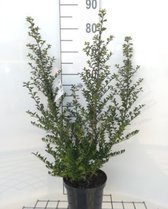 Ilex crenata 'Convexa' - JAPANSE HULST , JAPANSE HAAGHULST  30 - 40 cm in pot