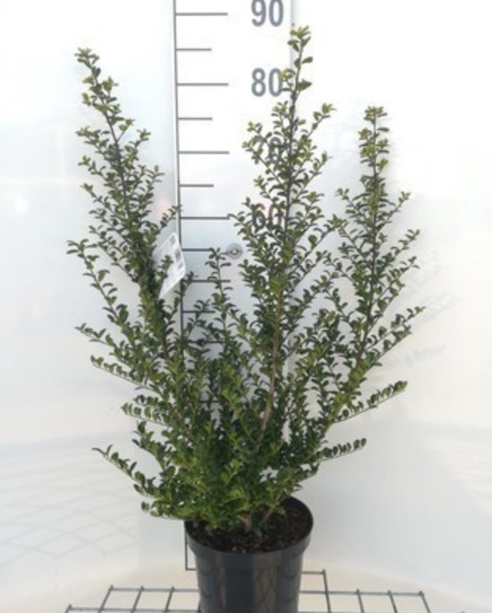 Foto: Ilex crenata convexa japanse hulst japanse haaghulst 30 40 cm in pot