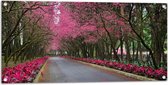 WallClassics - Tuinposter – Roze Bomen over de Weg - 100x50 cm Foto op Tuinposter  (wanddecoratie voor buiten en binnen)