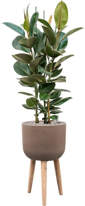 Plant In Pot Ficus Elastica Robusta 150 Cm Kamerplant In Refined Retro With Feet Brown 