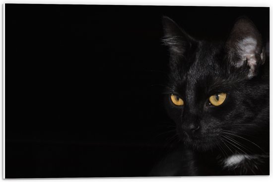 WallClassics - PVC Schuimplaat - Zwarte Kat met Zwarte Achtergrond - 60x40 cm Foto op PVC Schuimplaat (Met Ophangsysteem)