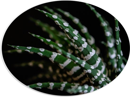 WallClassics - PVC Schuimplaat Ovaal - Fasciated haworthia Plant tegen Zwarte Achtergrond - 40x30 cm Foto op Ovaal  (Met Ophangsysteem)