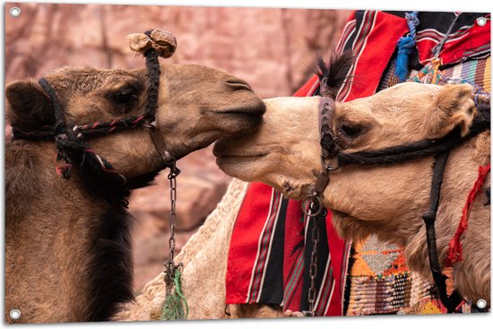 WallClassics - Tuinposter – Twee Lieve Kamelen - 105x70 cm Foto op Tuinposter  (wanddecoratie voor buiten en binnen)